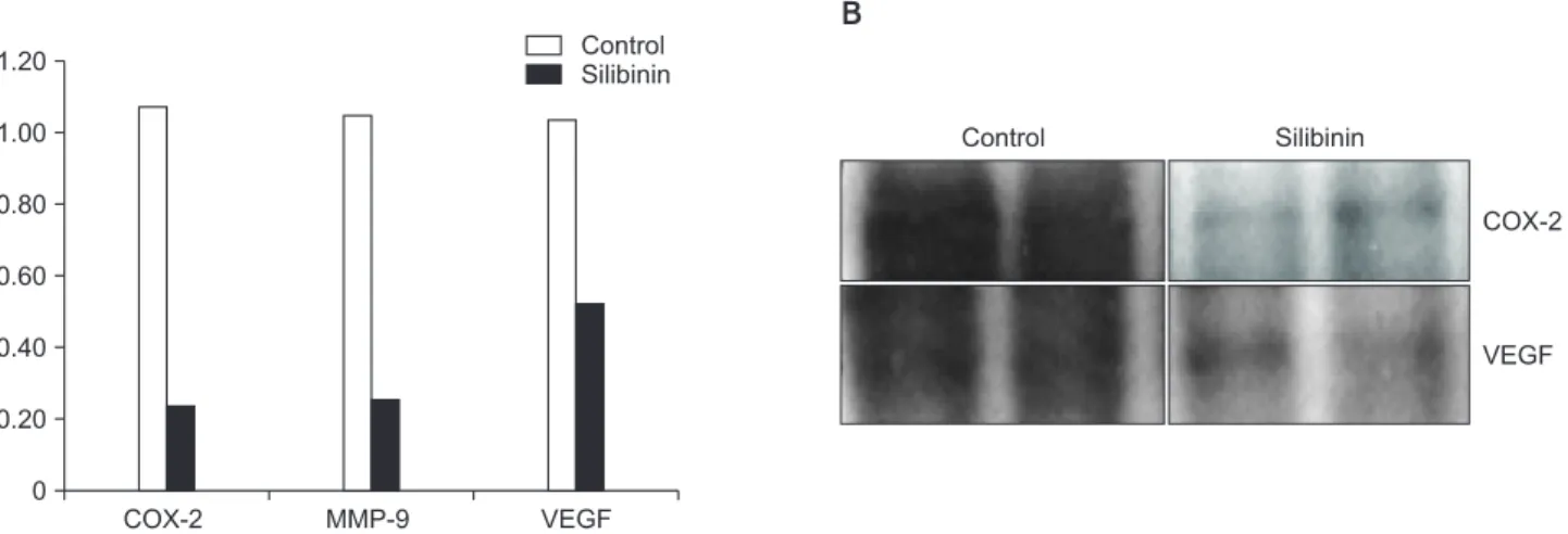 Fig. 4. Epidermal growth factor receptor (EGFR) phospho- phospho-rylation of MDA-MB-468 breast cancer cell treated with  silibinin using Western blotting