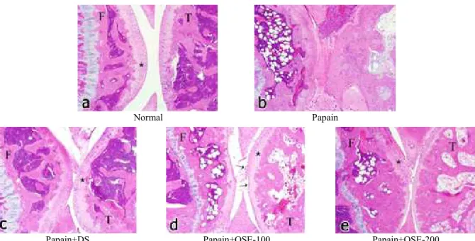 Fig.  2.  Microphotograph  of  articular  structure  of  knee  joint.  (a)  In  normal  group,  articular  cartilages  (*)  are  well  developed