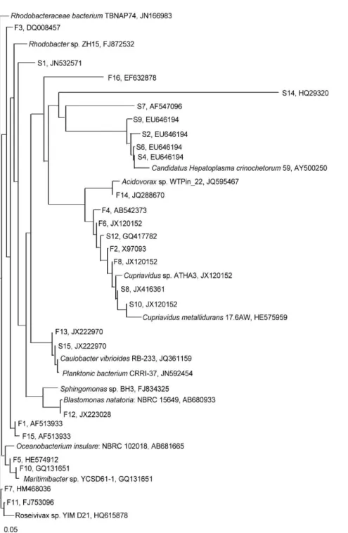 Fig.  4.  Phylogenetic  tree  generated  from  the  neighbor-joining  method  of  16s  rRNA  sequence  derived  by  PCR  with  a  primer  set  (341f  and  907r).