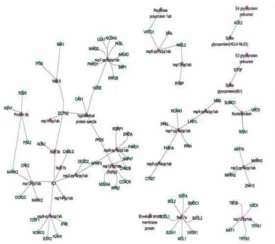 Figure  3.  Network  of  the  interactions  between  coronaviral  proteins  and  human  immune  proteins