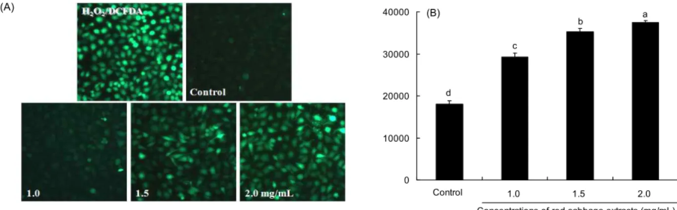 Fig. 4. The effect of red cabbage extract (RCE) on ROS accumulation in MDA-MB-231 cells
