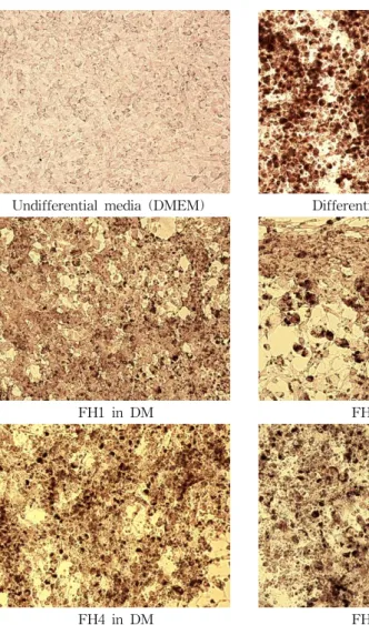 Fig.  2.  Effect  of  fermented  SJH  preparations  on  the  gene  ex- ex-pression  of  C/EPB α 