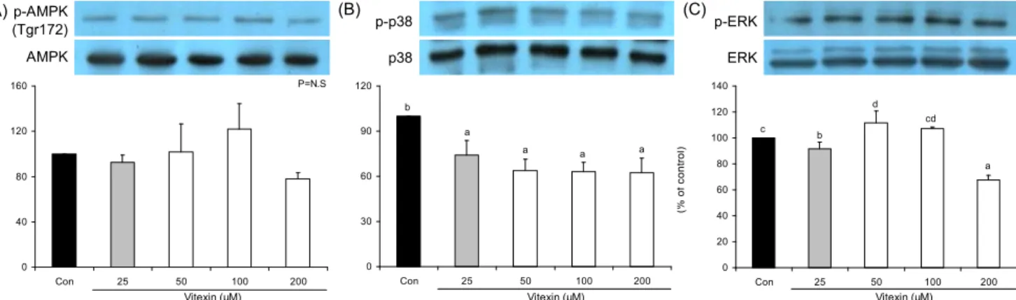 Fig. 2. Expression of PPARγ protein, aP2 mRNA and TNFα mRNA according to various levels of vitexin treatment