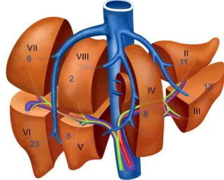 Fig. 1. Schematic illustration of tumor location.