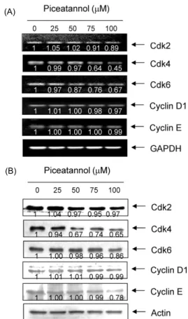 Fig. 2. Effects of piceatannol on the expression of Cdks and cyclins in AGS cells. (A) After 48 hr incubation with  picea-tannol, total RNAs were isolated and reverse-transcribed