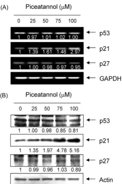 Fig. 4. Effects of piceatannol on the expression of pRB and E2Fs in AGS cells. AGS cells were treated with the indicated concentrations of piceatannol for 48 hr and collected
