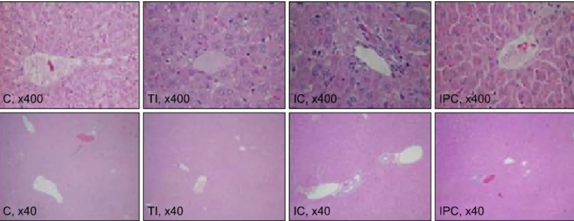 Fig. 3. Terminal deoxyuridine triphosphate nick end labeling (TUNEL) staining (×40 or ×400 magnification)