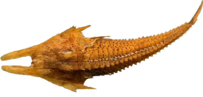 Fig. 4. Image of comparative specimen; Dorsal view of Satyrich- Satyrich-thys rieffeli from Korea (NIBR-P 0000014510, 169.1 mm SL)