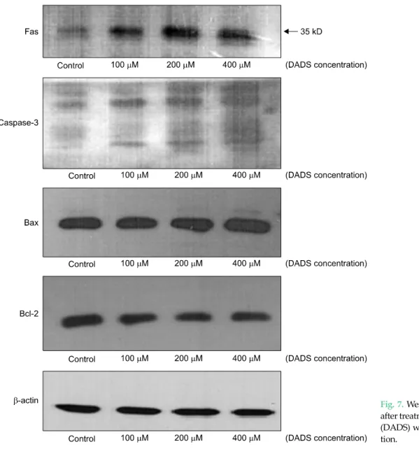 Fig. 7. Western blot in AGS cells  after treatment of diallyl disulfide  (DADS) with variable  concentra-tion.