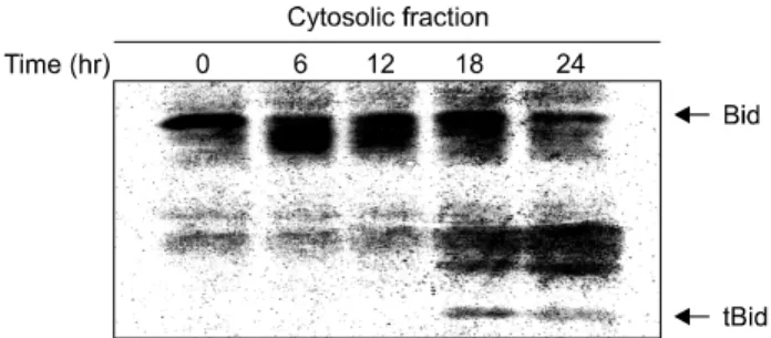 Fig. 1. Bcl-X L /Bcl-X S  ratio decreases in Jurkat cells treated with  mycophenolic acid (mycophenolic acid [MPA]; 5 μM)