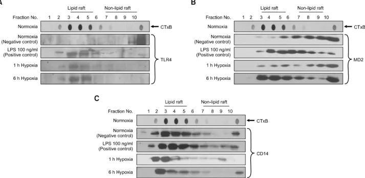 Fig. 1. Hypoxia causes TLR4/MD2 complex translocation to lipid rafts associated with CD14