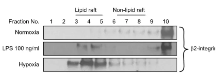 Fig. 2. Disruption of lipid raft layer blocks hypoxia induced TLR4/
