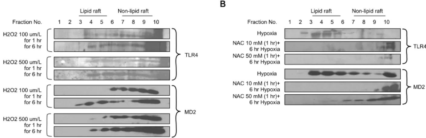 Fig. 4. The TLR4/MD2 complex translocation is ROS dependent signaling. (A) Hepatocytes were treated with H2O2 in concentration from 50∼500μM for 1 or 6 hours and subjected to discontinuous sucrose density gradient centrifugation as described in materials a