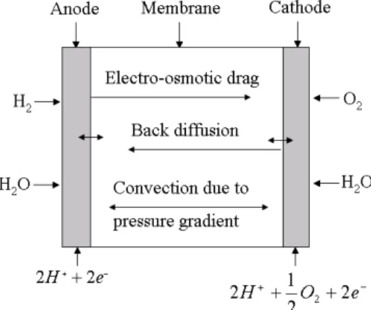Fig. 1 Schematic of the water transport process in PEMFC