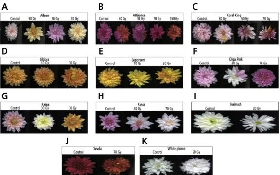 Fig. 3. Mutant plants affected by different doses of gamma rays on flower color in the M1V1 generation