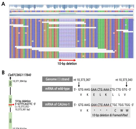 Fig.  3.  Mutation  detected  in  the  putative  causal  gene  for  male  sterility.  (A)  Deletion  of  CAUms-1  sequences  (Chr6: 