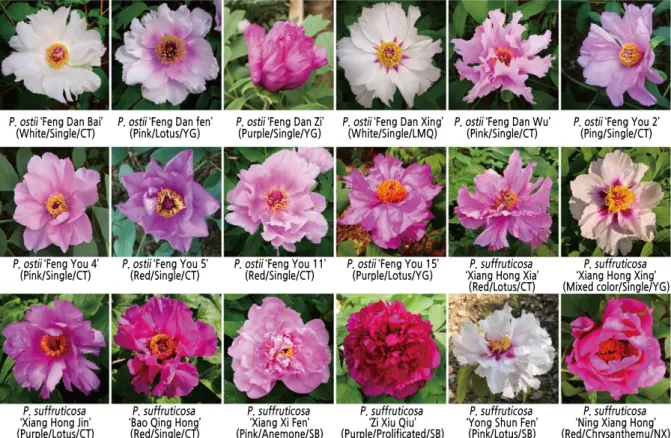 Fig. 1. Eighteen samples of peony resources. The flower type, and provenance of the sample are shown in parentheses