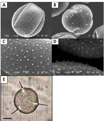 Fig. 7. Features of the Hylocereus polyrhizus pollen grains viewed under the scanning electron (SEM) and light microscopes  (LM)
