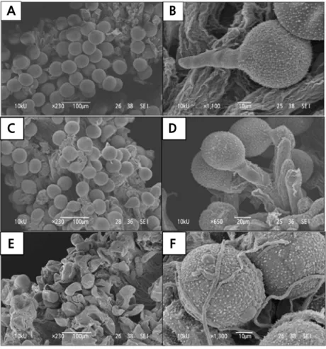 Fig. 8. Pollen-stigma interactions viewed under the scanning electron microscope at various days after pollination (DAP): 
