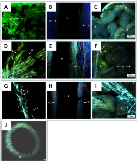 Fig. 9. Pollen tube growth of Hylocereus polyrhizus at various days after pollination (DAP) examined under a fluorescence  microscope