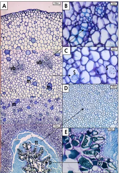 Fig. 10. Transverse section of Hylocereus polyrhizus styles at 0 DAP as seen under a light microscope