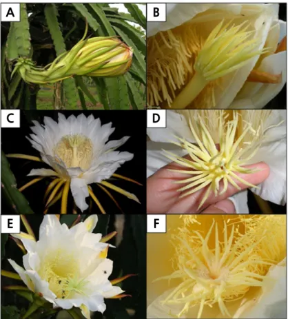 Fig. 4. The blooming sequence of Hylocereus polyrhizus flowers. (A) At 1900 h, the flower remained closed with stigma  slightly protruding from the tip of the flower (red arrow)