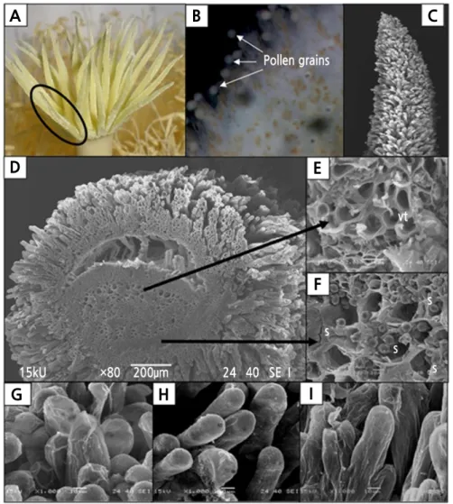 Fig. 5. The stigmas of Hylocereus polyrhizus. (A) Multiple stigma lobes at the top of the style, which formed a cup-like  feature during anthesis at 2200 h