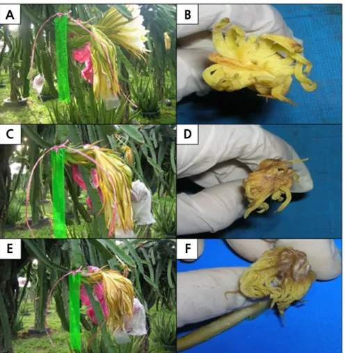 Fig. 6. The blooming sequence of Hylocereus polyrhizus flowers at (A) 2, (C) 3, and (E) 4 days after pollination (DAP) with  corresponding respective stigmas (B, D and F)