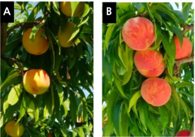 Fig. 2. Accelerated skin coloration of ‘Taiko’ peach by mulching of reflective film (B) in the trees compared to untreated ones  (A)