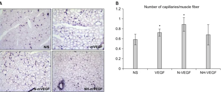 Fig.  3.  (A)  Cryosections  of  muscle  obtained  from  the  mice  at  day  28  were  stained  for  alkaline  phosphatase