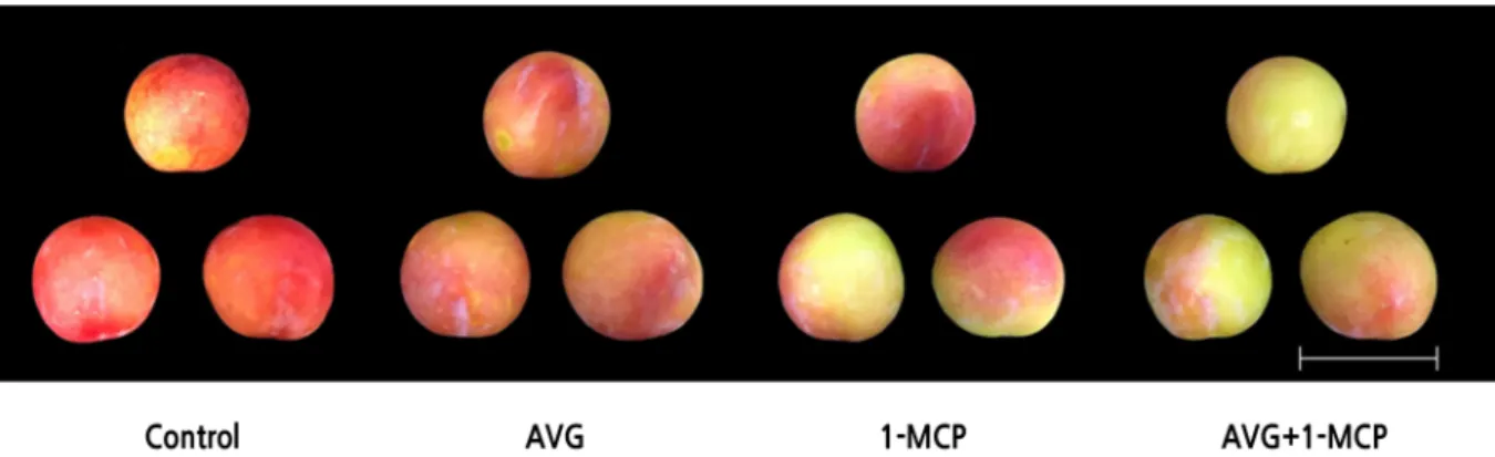 Fig. 1. Effect of AVG and 1-MCP treatments on the appearance of plum fruit after 6 d of storage in the dark at 20 ± 1°C and  60 ± 2% relative humidity
