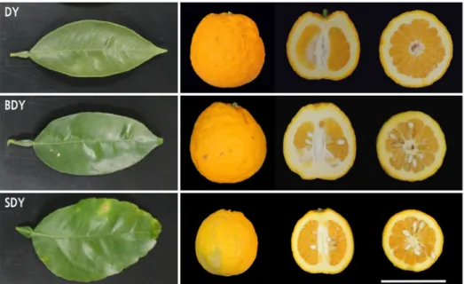 Fig. 1. Phenotypes of leaves and fruit from three different types of dangyooza (DY, dangyooza; BDY, buk-daengyooza; SDY,  seol-daengyooza).