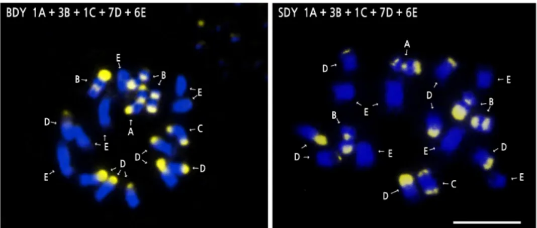 Fig. 3. CMA/DAPI-stained somatic chromosomes in buk-daengyooza (BDY) and seol-daengyooza (SDY)