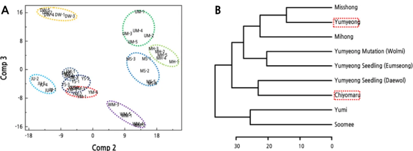 Fig. 3. PLS-DA score plot (A) and the HCA dendrogram from PLS-DA (B) of FT-IR data from peach leaves