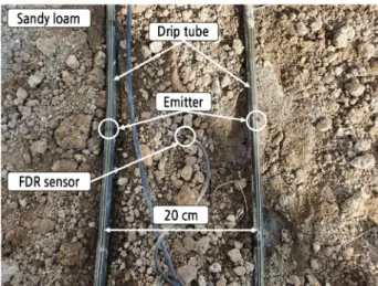 Fig. 1. Location of the emitters and FDR probe at a dripline spacing of 20 cm in the experimental plot.
