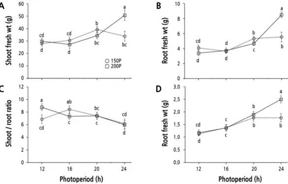 Fig. 2. Shoot fresh weight (A), root fresh weight (B), shoot/root ratio (C), and shoot dry weight (D) of ‘Cheongchima’ lettuce  grown hydroponically under 150 (150P) or 200 (200P) µmol·m -2 ·s -1  PPFD and four photoperiods provided by external  electrode 