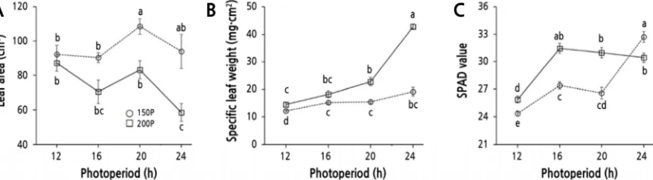Fig. 4. Leaf area (A), specific leaf weight (B), and SPAD value of ‘Cheongchima’ lettuce grown hydroponically under 150  (150P) or 200 (200P) µmol·m -2 ·s -1  PPFD and four photoperiods provided by external electrode fluorescent lamps (EEFLs)  in a plant f