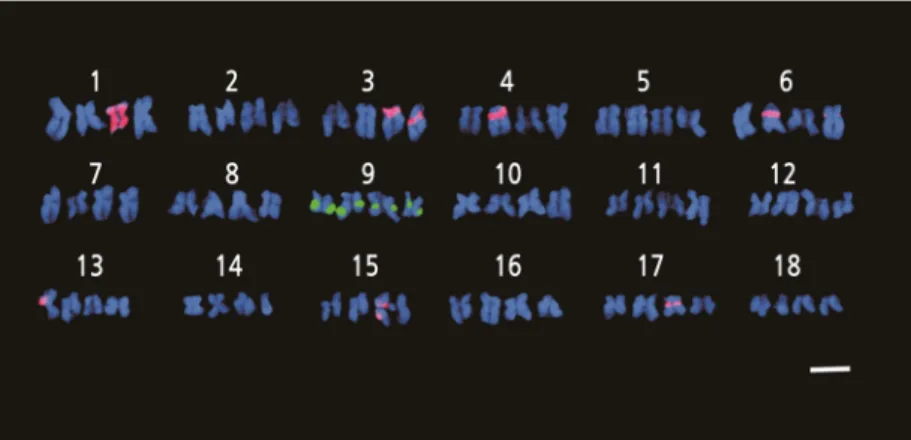Fig.  4.  FISH  karyotype  analysis  of  H.  sabdariffa  var.  sabdariffa  with  5S  rDNA  (green)  and  18S  rDNA  (red)  probes