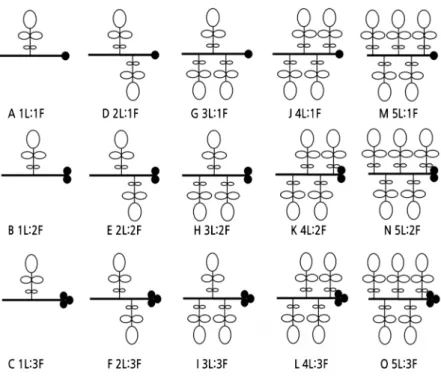 Fig. 1. Different leaf-to-fruit ratio manipulations on the girdled shoots of J. regia ‘Xinxin2’ walnut.