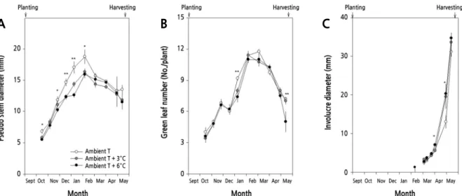 Fig. 3. Shoot growth (pseudo-stem diameter, leaf number per plant, and involucre diameter) characteristics of southern-  type garlic (Allium sativum L.) grown under different culture temperatures during the experimental period