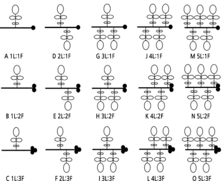 Fig. 1. Different leaf-to-fruit ratio (LFR) manipulations on the girdled shoots of walnut.