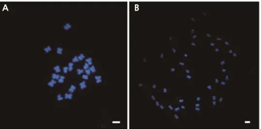 Fig. 5. Chromosome analyses of a diploid (A, 2n = 2x = 22) and tetraploid (B, 2n = 4x = 44) treated with oryzalin in  watermelon