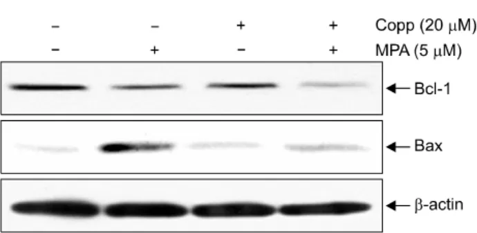 Fig.  7.  Effects  of  CoPPIX  on  expression  of  Bcl-2  and  Bax  proteins  in  MPA  treated  Jurkat  cells
