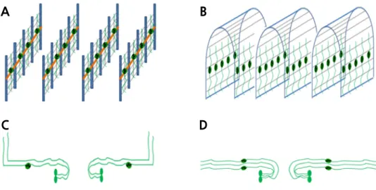 Fig. 1. Vertical pillar types of small size watermelon: I-Type (A), ∩-Type (B), semi-runner type (C) and runner type (D)