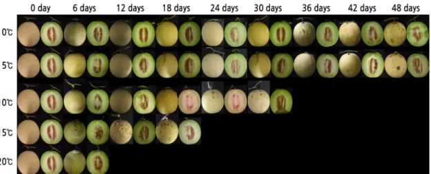 Fig. 8. Changes in appearance of ‘Honey One’ melon by storage temperatures. 
