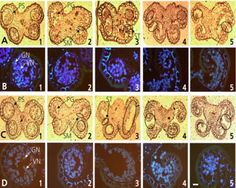 Fig. 2. Characterization of pollen development in kiwifruit staminate flowers of ‘Bohwa’ (A1–A5, B1–B5) and ‘Chieftain’ (C1–