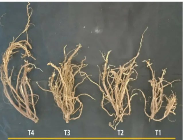 Fig. 2. Characteristics of rhizome and root of Wongam (G. glabra × G. uralensis) according to the temperature difference  in TGT