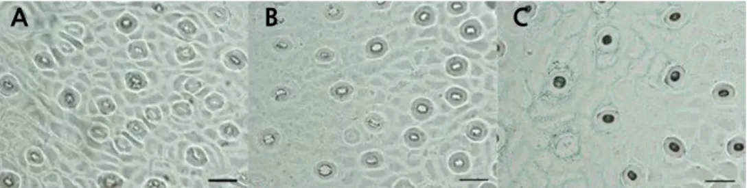 Fig. 3. Stomatal morphology of ‘Hongrou Huyou’ and its donor plants. (A) ‘Owari’ satsuma mandarin, (B) ‘Hongrou Huyou’,  (C) ‘Changshan-huyou’ (bars = 50 µm).