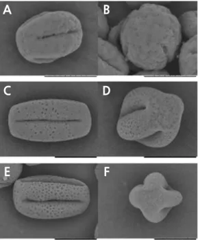 Fig. 5. Pollen morphology of ‘Hongrou Huyou’ and its two donors (bars = 20 µm). (A) Pollen of ‘Owari’ satsuma mandarin,  equatorial view, (B) pollen of ‘Owari’ satsuma mandarin, polar view, (C) pollen of ‘Hongrou Huyou’, equatorial view, (D)  pollen of ‘Ho
