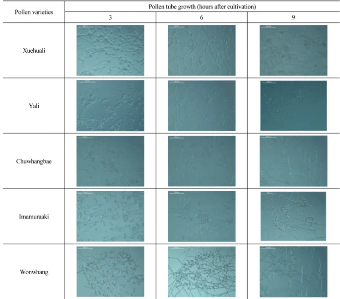 Fig. 3. Pollen tube elongation status of five pollen varieties for artificial pollination according to cultivation hours (50×).